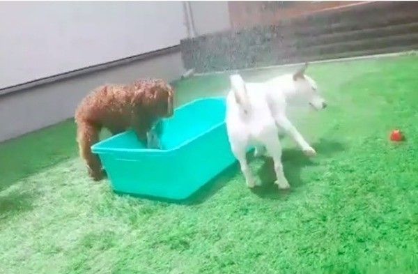 水遊びワンズ