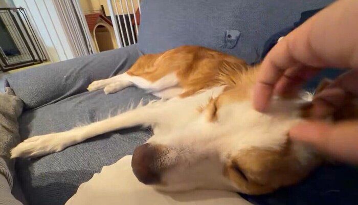 飼い主さんになでてもらうるいちゃん