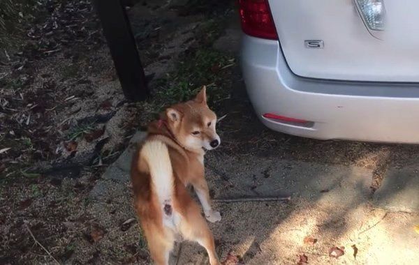 棒で遊ぶ柴犬
