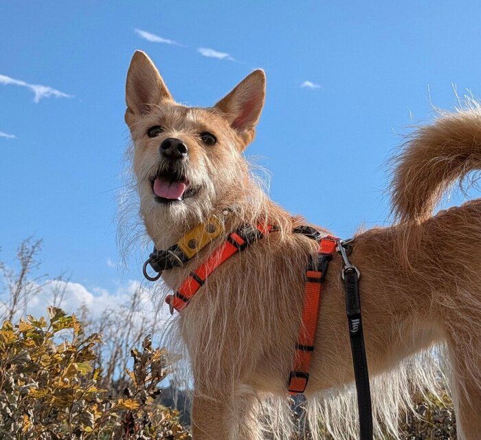 散歩中の犬ちゃん