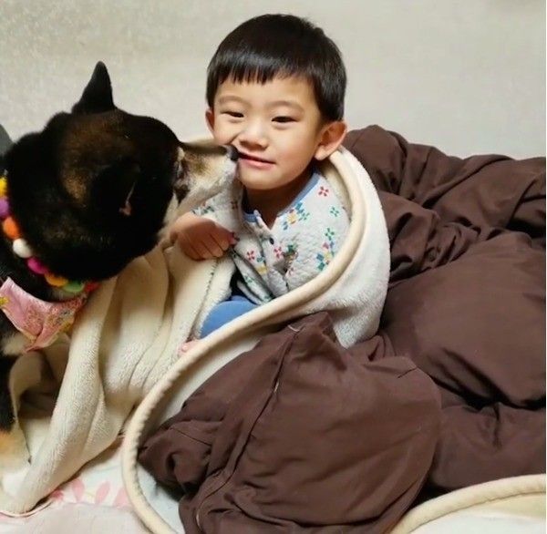 柴犬