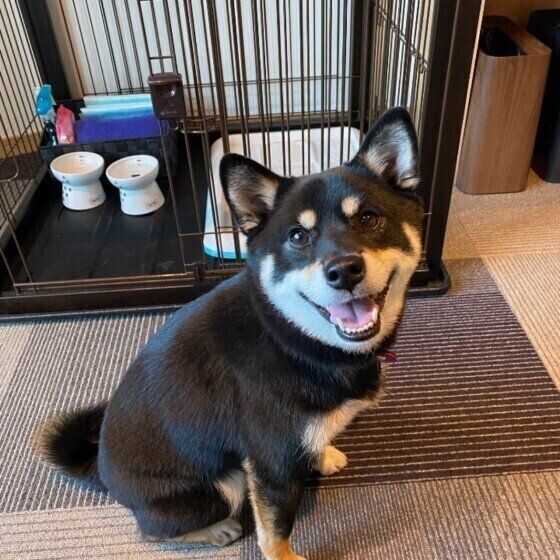 笑顔の柴犬