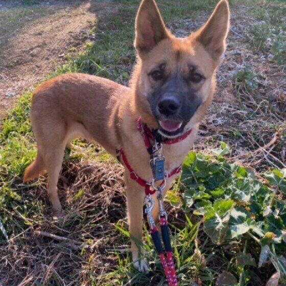 散歩する犬
