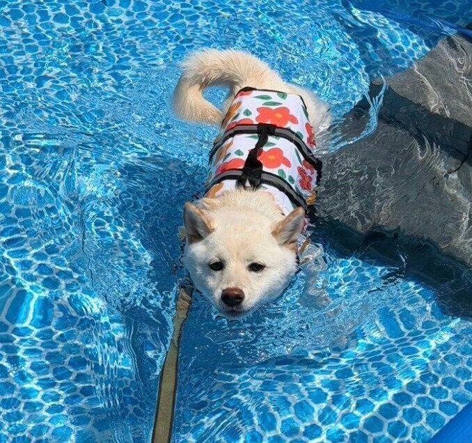 プールに入るこもちちゃん