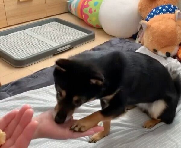 おやつが欲しいあずきちゃん