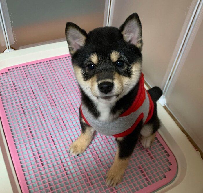 生後4カ月のころのあのんちゃん