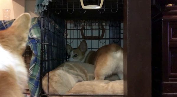 見つめるコーギー