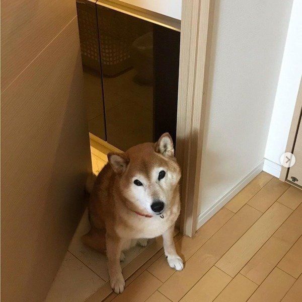 ドアの前で待ち構える茶太郎くん