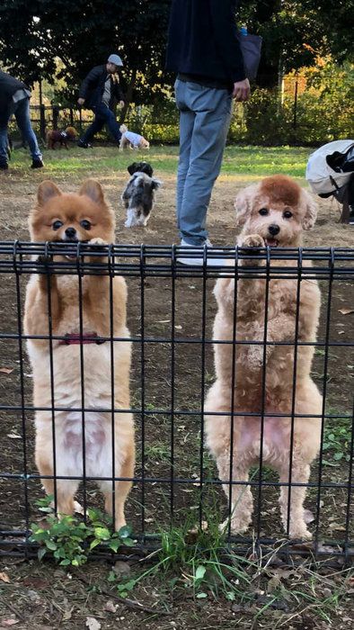 立っている2匹の犬