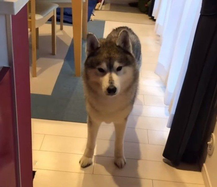ご飯を待つ犬