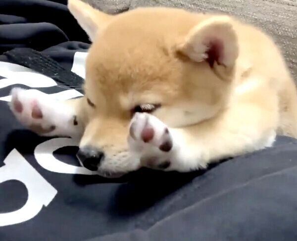 お手てがピーンとなってしまうきなこちゃん