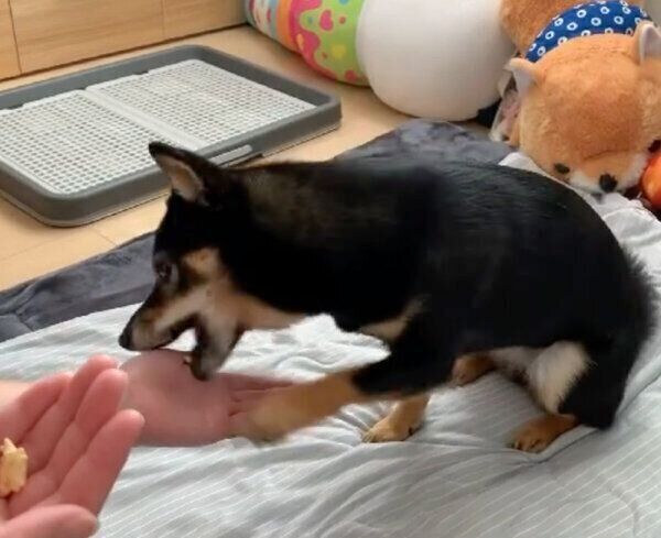 おやつが欲しいあずきちゃん