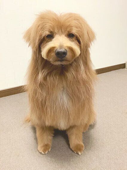 連載「こぐま犬てんすけ」
