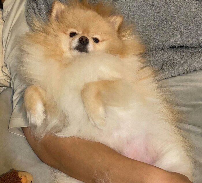 ヘソ天するぱっちゃん