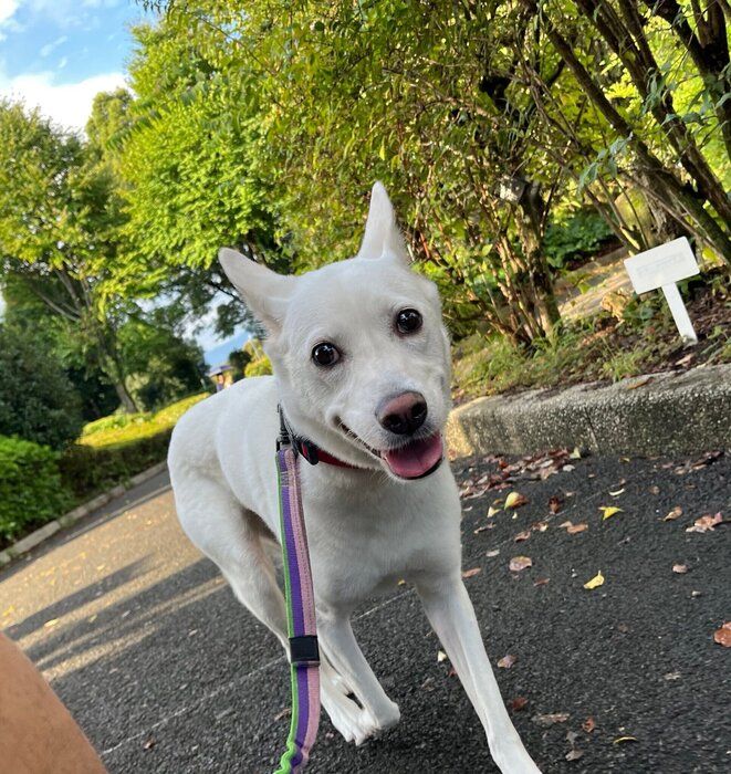 人が苦手な元保護犬子犬→リラックスした様子を見せるようになり、今では家族にとって「かけがえのない存在」に！