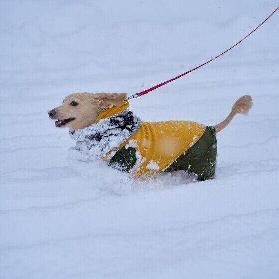犬が冬太りするってホント?冬に太りやすい犬の対策 いぬのきもち