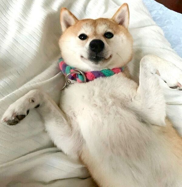 おなかを出すハルちゃん