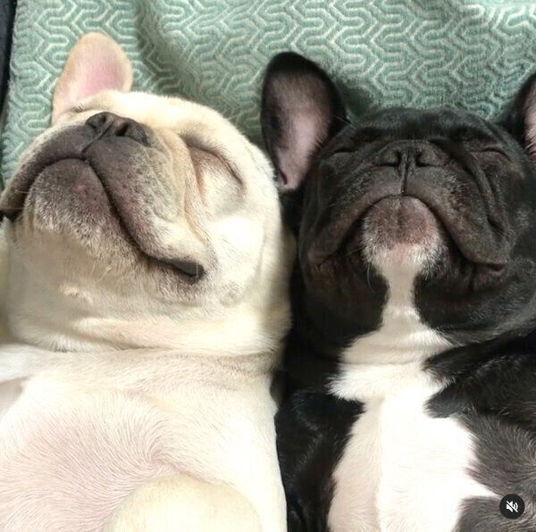 くるみ　100DaysSavingChallenge　フレブル 間に入りたい…」体を寄せ合いヘソ天するフレブル姉妹の姿にキュンと