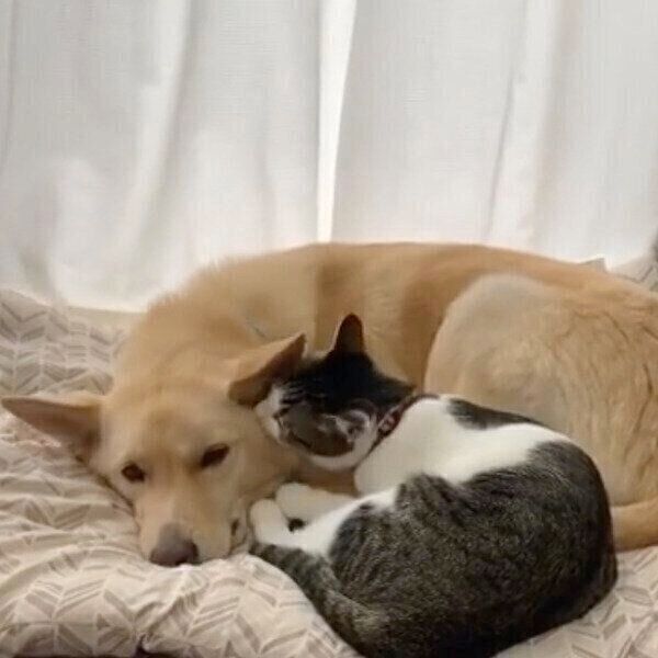 ななちゃんにお耳を毛づくろいしてもらうくるりちゃん