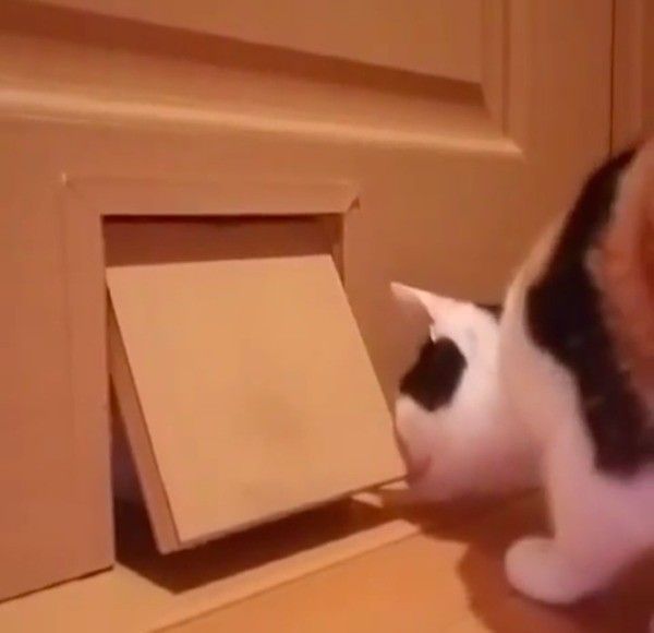 猫ドアから顔を出すワンコ