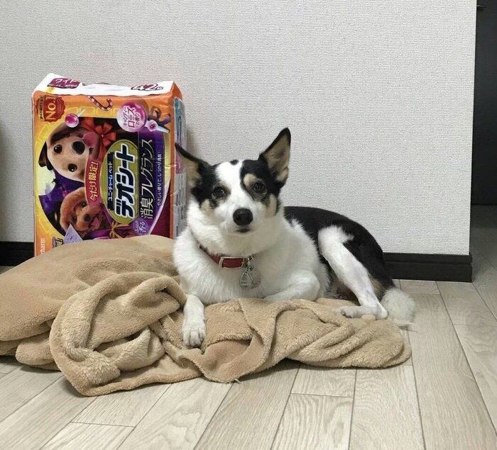 お迎え初日のこぶしちゃん