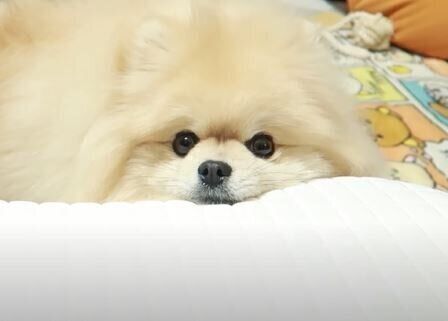 ポメラニアン モチちゃん