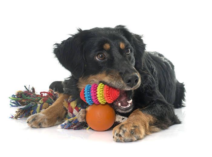 おもちゃいっぱいの犬