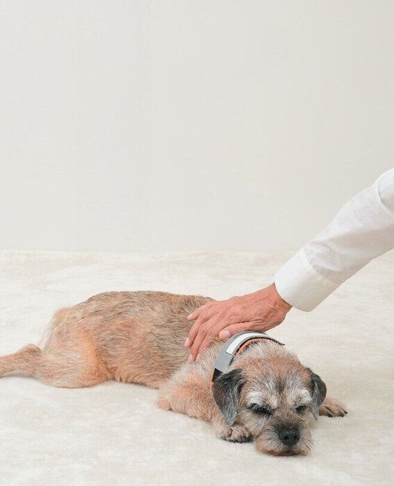 リラックスしている犬