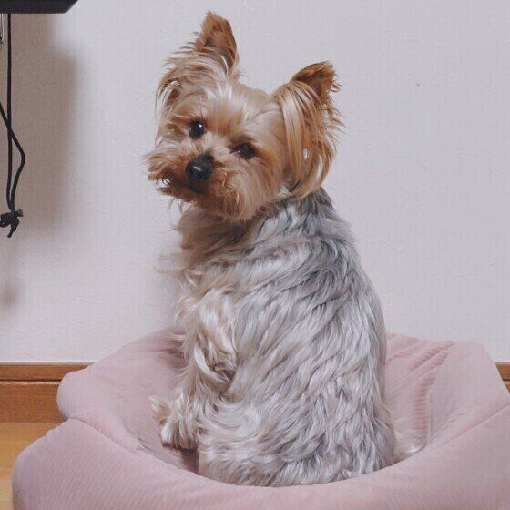 こちらを向くヨークシャー・テリア