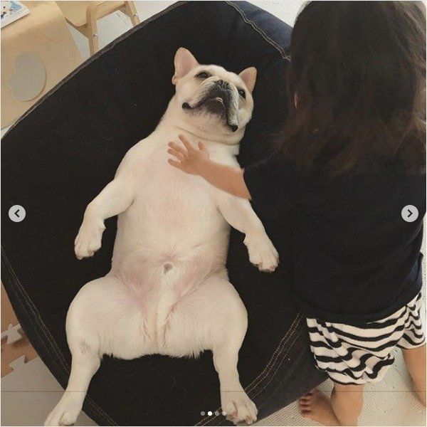 ダメになるワンコ