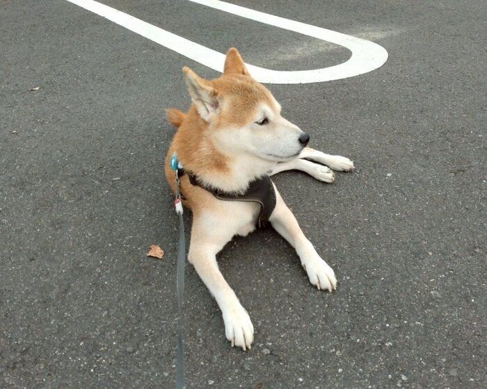 散歩中に伏せをするこぶしくん