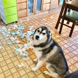 土や泥をパクパク食べてしまう犬がいる 犬が土を食べる理由とは いぬのきもちweb Magazine 土や泥をパクパク食べてしまう犬がいる 犬が土を食べる理由とは いぬのきもちweb Magazine