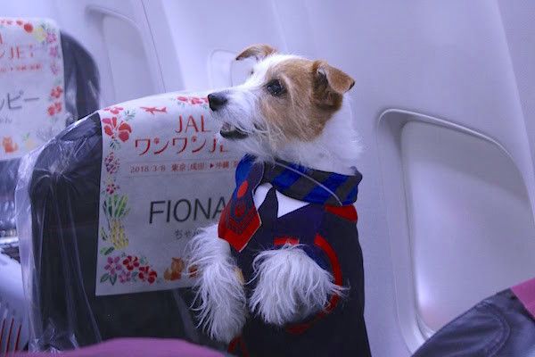 JALワンワンJET沖縄