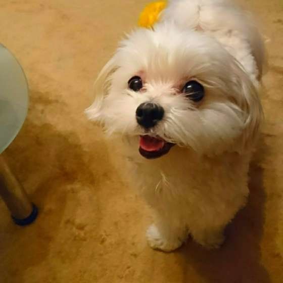 ポポちゃん