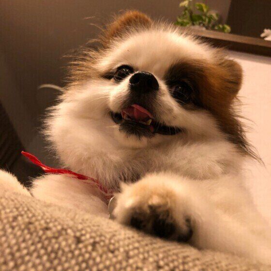 笑うパピヨン