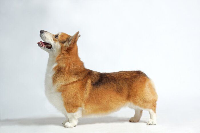 見上げる犬