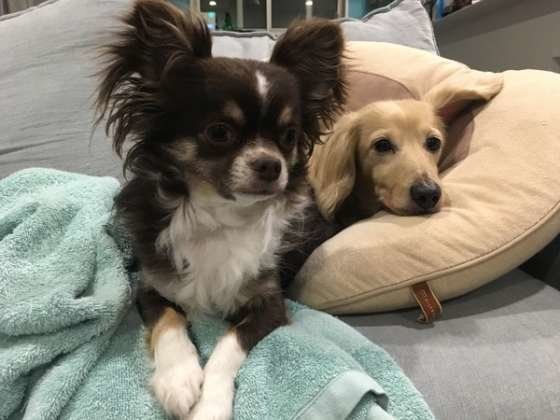 寄り添う兄弟犬