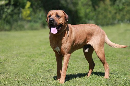 土佐犬