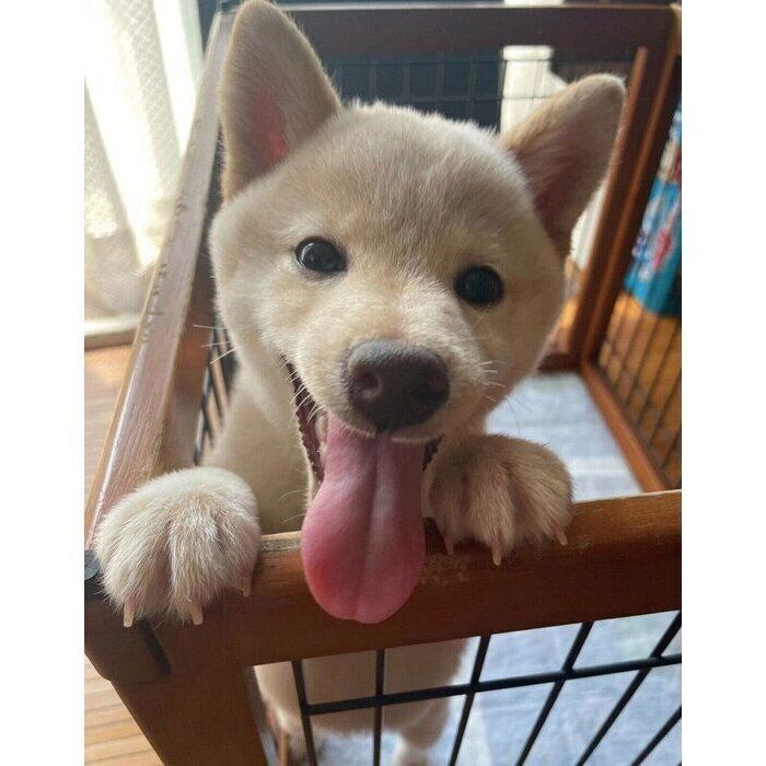 やんちゃで“小さな怪獣”のようだった柴の子犬　1才を過ぎても変わらない無邪気さにほっこり！