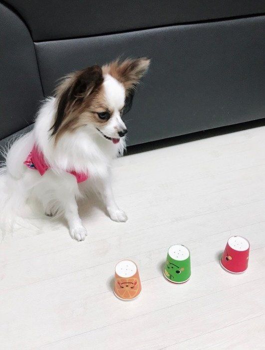 まてをするパピヨン