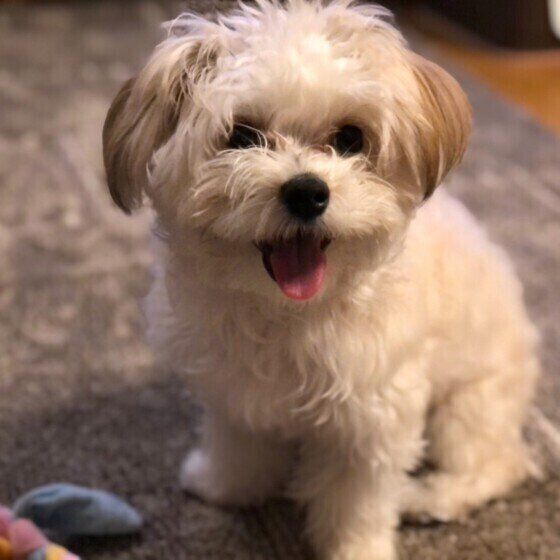 遊びに誘うMix小型犬