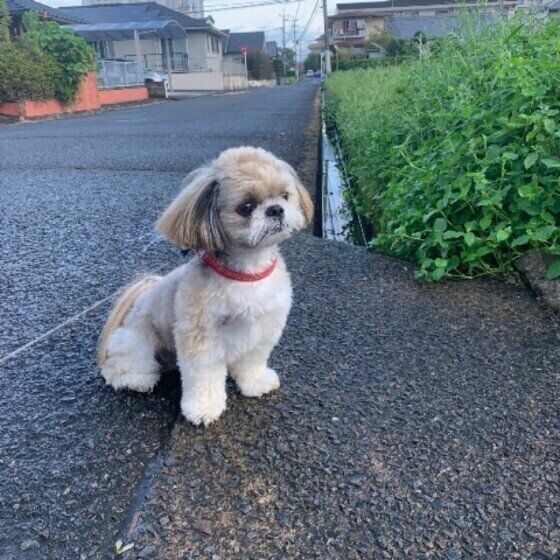 シー・ズー