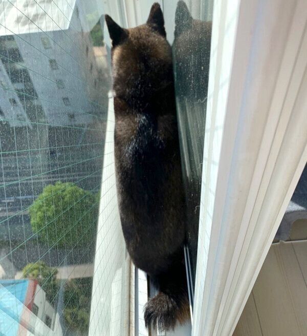 日向ぼっこするあずきちゃん