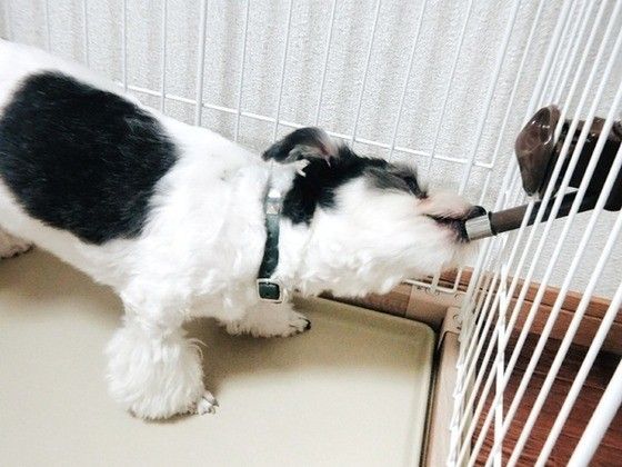 ミックス犬