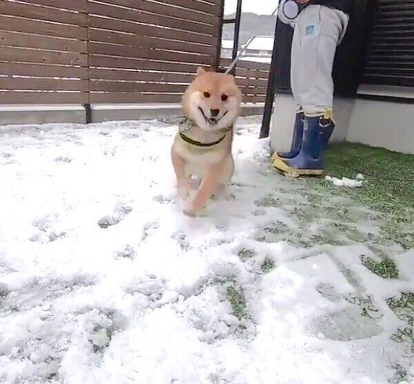 初めての雪に大興奮するおにぎりくん