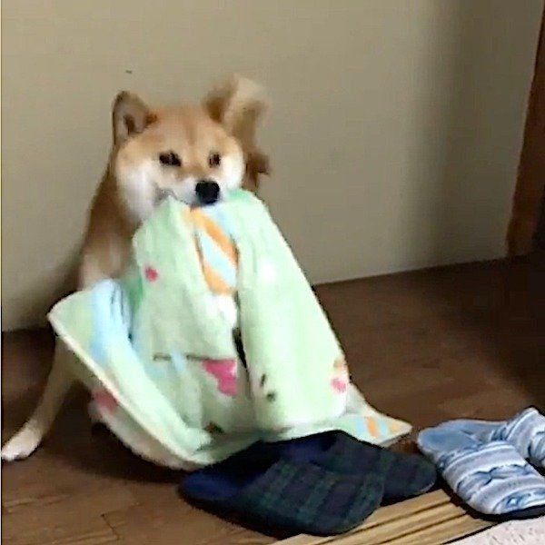 布団を持ってきてくれる柴犬
