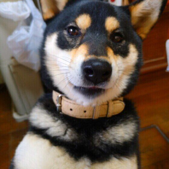 見つめる柴犬