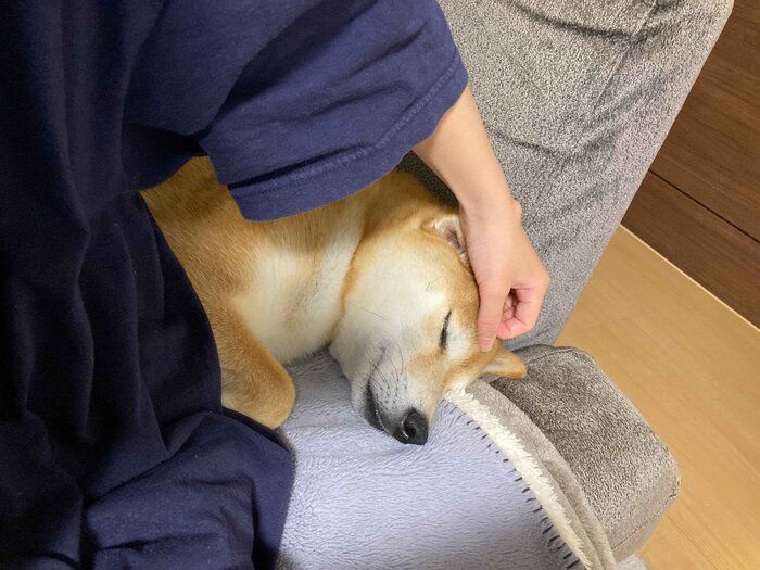 飼い主さんにくっついて眠るもちくん