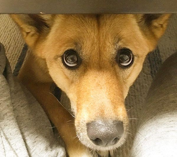 こむぎちゃん