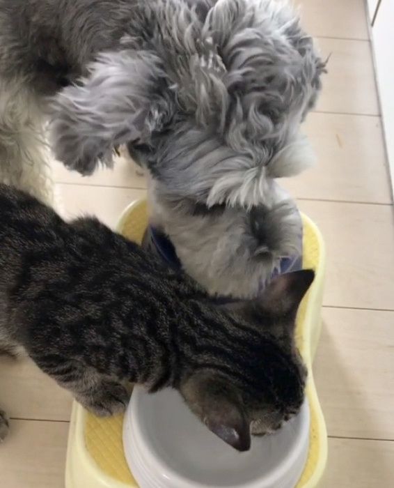 猫と一緒にゴハンを食べる犬